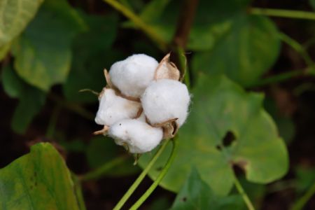 素材は軽く、肌に優しい天然素材のもの